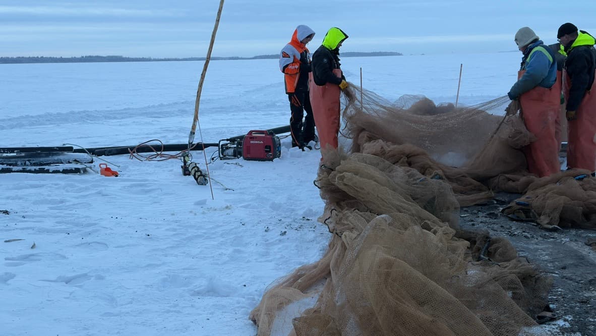 Fishermen pulling nets on frozen lake in Finland, fresh fish straight from the lake